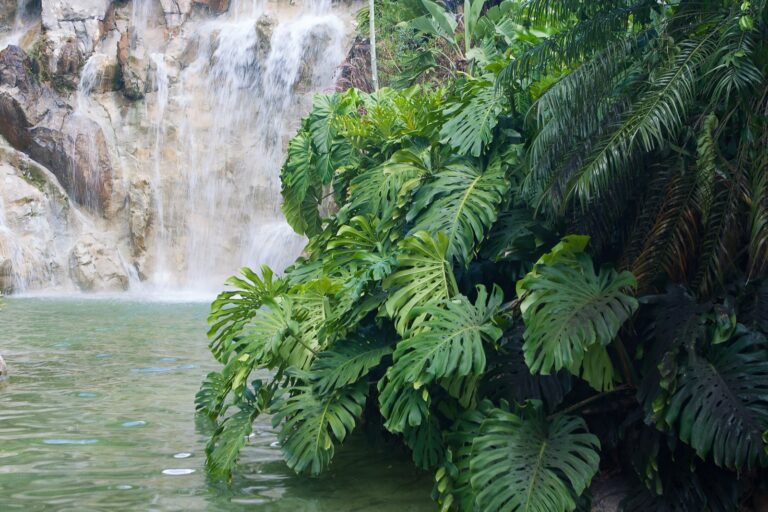 Cascade en forêt tropicale en Guadeloupe — photo d’illustration